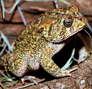 Insectivorous: Southern Toad (Bufo terrestris)