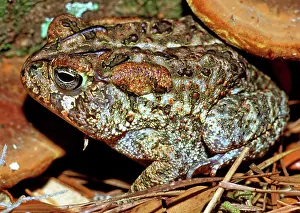 Insectivorous: Southern Toad (Bufo terrestris)
