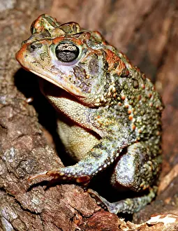Insectivorous: Southern Toad (Bufo terrestris)