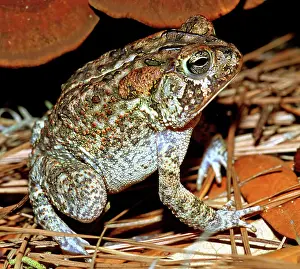 Insectivorous: Southern Toad (Bufo terrestris)