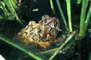 Mates: Southern Toads