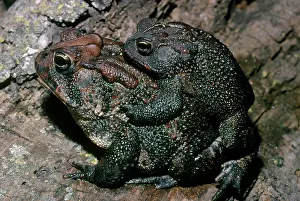 Mates: Southern Toads