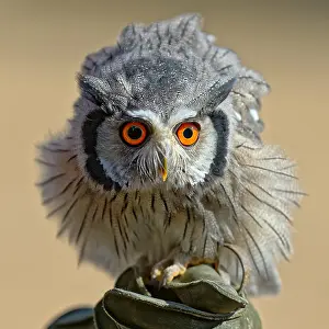 Tufted: Southern tufted owl