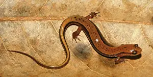 Eurycea: Southern Two-lined Salamander