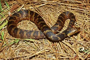 Natrix: Southern Water Snake