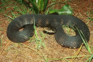 Watersnake: Southern Water Snake (Nerodia fasciata)