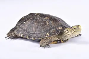 Anapsida: Southern western pond turtle (Actinemys marmorata