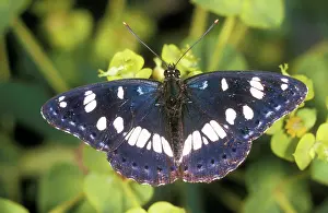 Admirals: Southern White Admiral BUTTERFLY