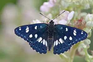 Bramble: Southern White Admiral Butterfly - bramble flower