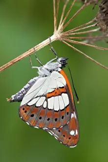Admiral: Southern White Admiral Butterfly - controlled conditions