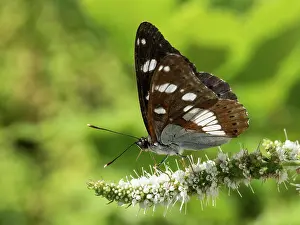 Admirals: Southern white admiral - underside - France