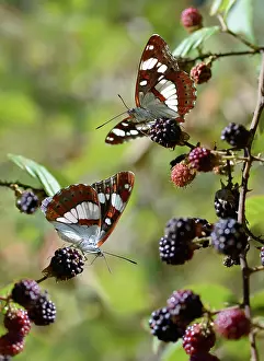 Blackberries: Southern White Admirals (Limenitis reducta) on Blackberries