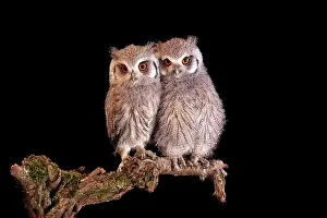 Faced: Southern white-faced owl (Ptilopsis granti), juvenile