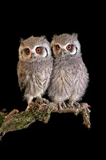 Faced: Southern white-faced owl (Ptilopsis granti), juvenile