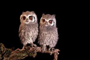 Faced: Southern white-faced owl (Ptilopsis granti), juvenile
