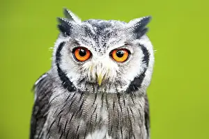 Faced: Southern white-faced owl (Ptilopsis granti), captive