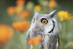 Blooming: Southern White-faced Owl (Ptilopsis granti) captive