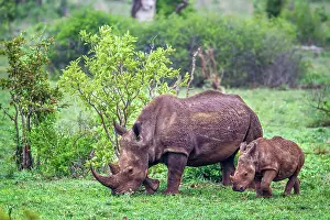 Transborder: Southern white rhinoceros (Ceratotherium simum simum)