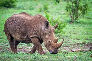 Transborder: Southern white rhinoceros (Ceratotherium simum simum)