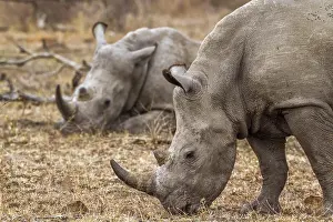 Transborder: Southern white rhinoceros (Ceratotherium simum simum)