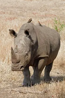 Rhinoceros: Southern white rhinoceros (Ceratotherium simum simum)