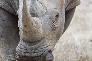 Rhinoceros: Southern white rhinoceros (Ceratotherium simum simum)
