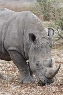 Rhinoceros: Southern white rhinoceros (Ceratotherium simum simum)