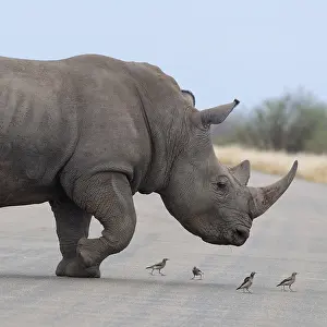 Rhinoceros: Southern white rhinoceros (Ceratotherium simum simum)
