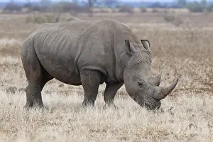 Rhinoceros: Southern white rhinoceros (Ceratotherium simum simum)