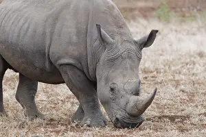Rhinoceros: Southern white rhinoceros (Ceratotherium simum simum)
