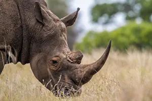 Poaching: Southern white rhinoceros in Kruger National park