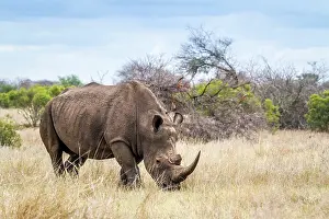 Poaching: Southern white rhinoceros in Kruger National park