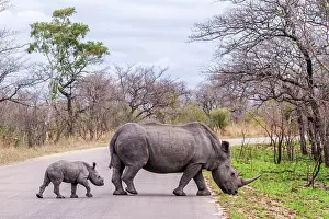 Gonarezhou: Southern white rhinoceros in Kruger National park