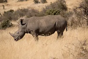 Lipped: One Southern white rhinoceros, or southern square-lipped