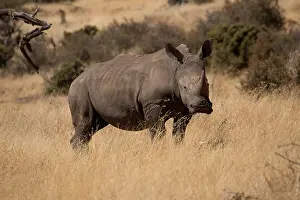Lipped: One Southern white rhinoceros, or southern square-lipped