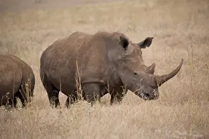 Lipped: Southern white rhinoceros, or southern square-lipped