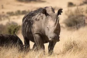 Lipped: Southern white rhinoceros, or southern square-lipped