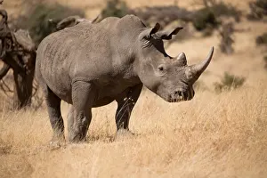 Lipped: One Southern white rhinoceros, or southern square-lipped