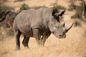 Lipped: One Southern white rhinoceros, or southern square-lipped