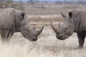 Rhinoceros: Southern white rhinoceroses (Ceratotherium simum