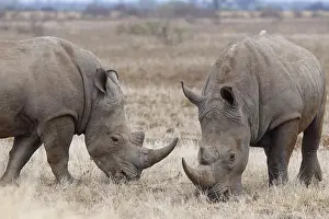 Rhinoceros: Southern white rhinoceroses (Ceratotherium simum