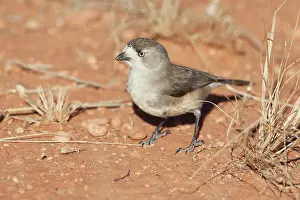 Leucopsis: Southern Whiteface