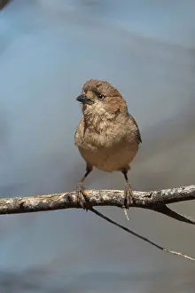 31517: Southern Whiteface perched on a branch Papunya Northe