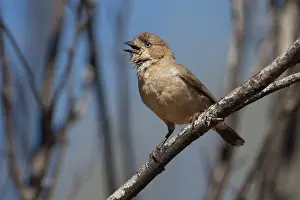 31517: Southern Whiteface perched on a branch Papunya Northe