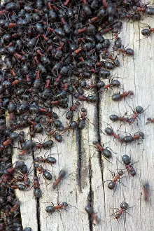 Rufa: Southern Wood Ant