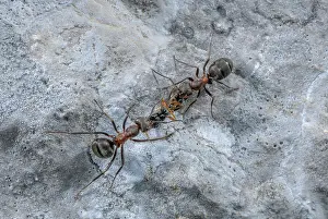Ants: Southern Wood Ant, Formica rufa, carrying prey