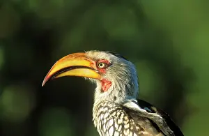 Leucomelas: Southern Yellow-billed Hornbill