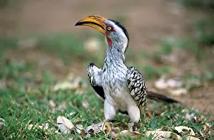 Proud: Southern Yellow-billed HORNBILL