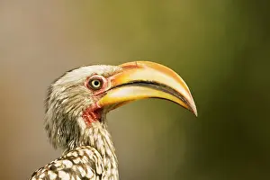 Tockus: Southern Yellow Billed Hornbill