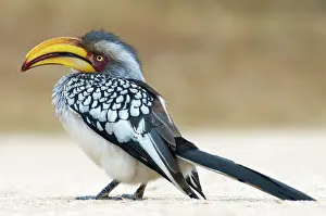 Omnivorous: Southern Yellow-billed Hornbill